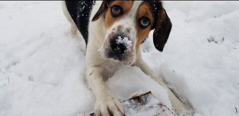 RESCUED:From being confined to a cage--to his own yard!