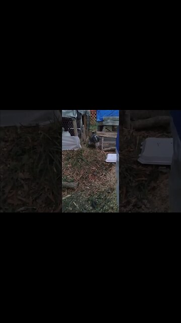 Rooster puts Hen to bed