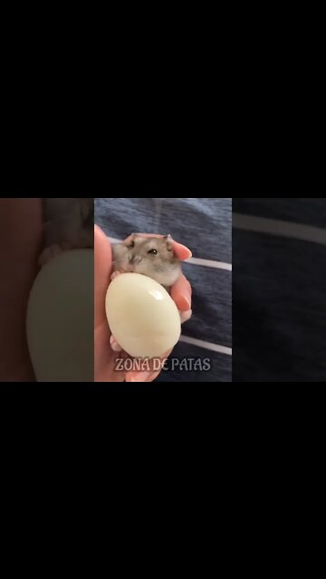 QUANDO BATE AQUELA LARICA🤣🤣🤣