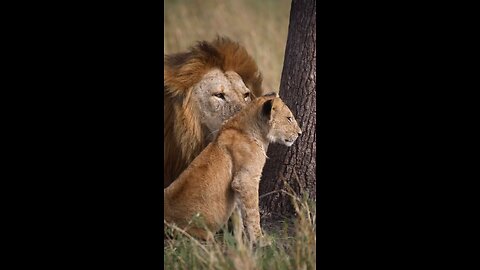 Lion Kid With His Mother