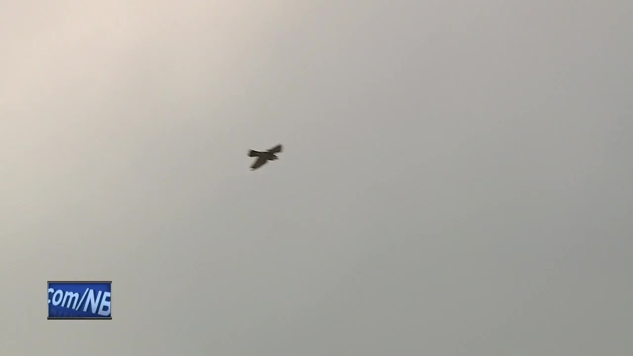 Rehabilitated falcon released back into the wild