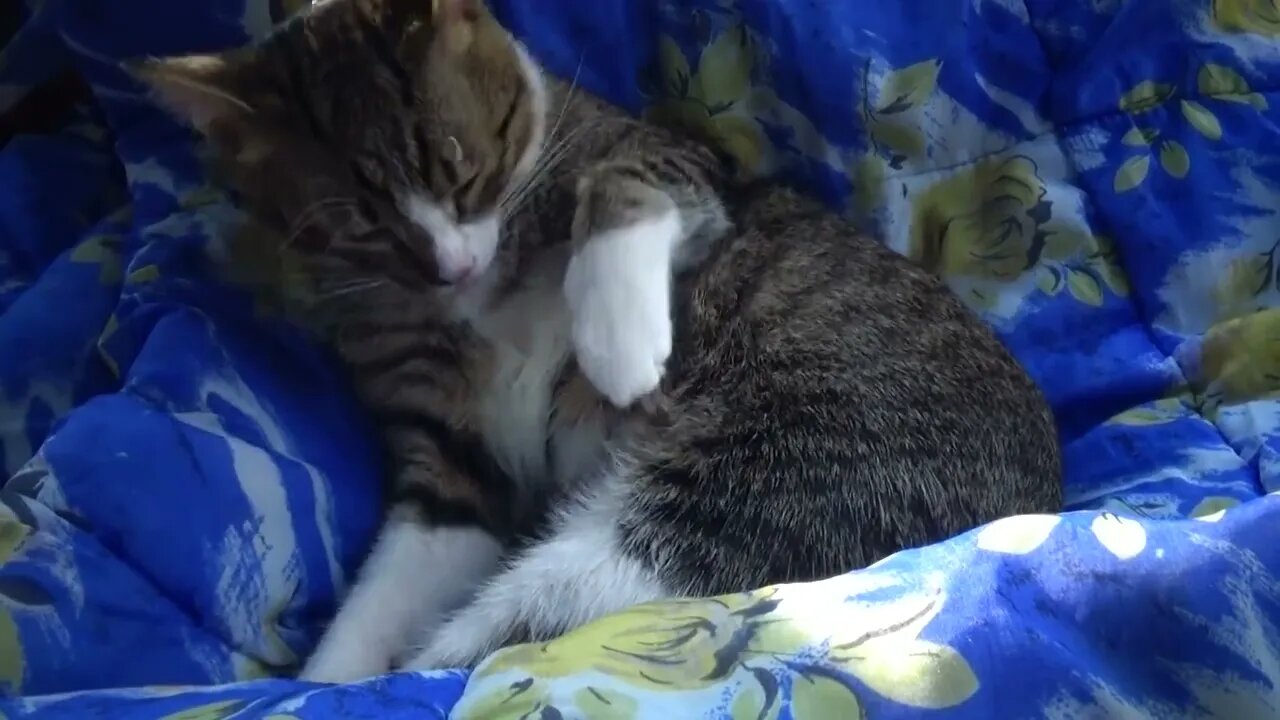 Cat Grooming on the Picnic Blanket