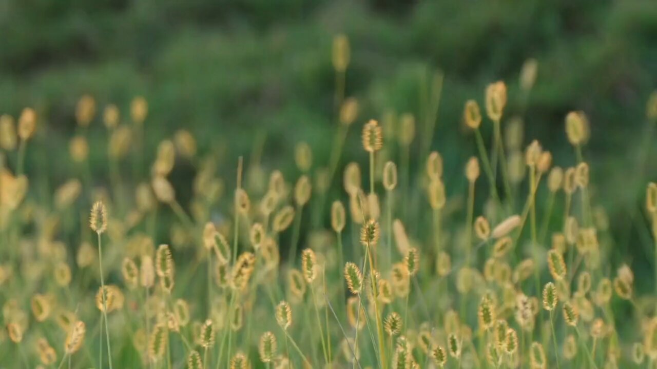 "Green Foxtail (Setaria viridis): A Pioneering Grass with Ecological and Agricultural Significance"