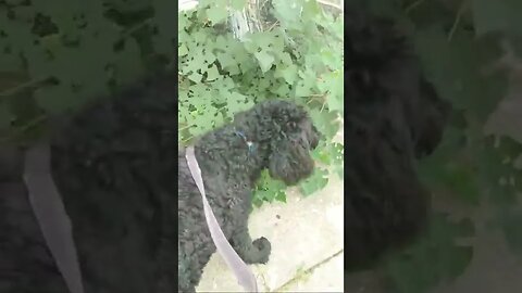 Sunday Afternoon Walk with Ace!🐩