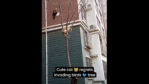 Cute cat 😺 regrets invading bird's 🐦 tree