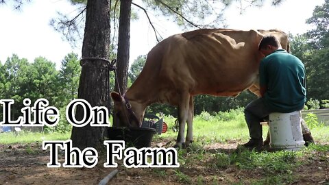 Life On The Farm//Morning chores//Being A Family Team