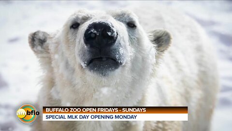 BUFFALO ZOO OPEN WEEKENDS