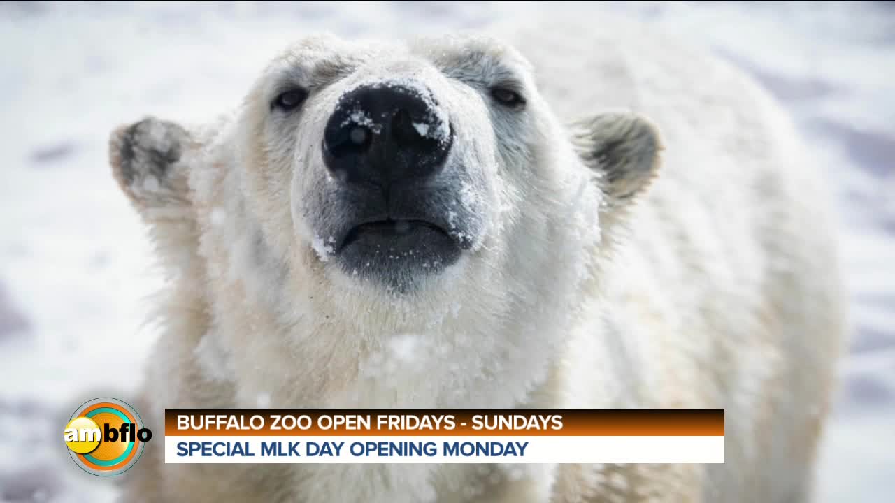 BUFFALO ZOO OPEN WEEKENDS