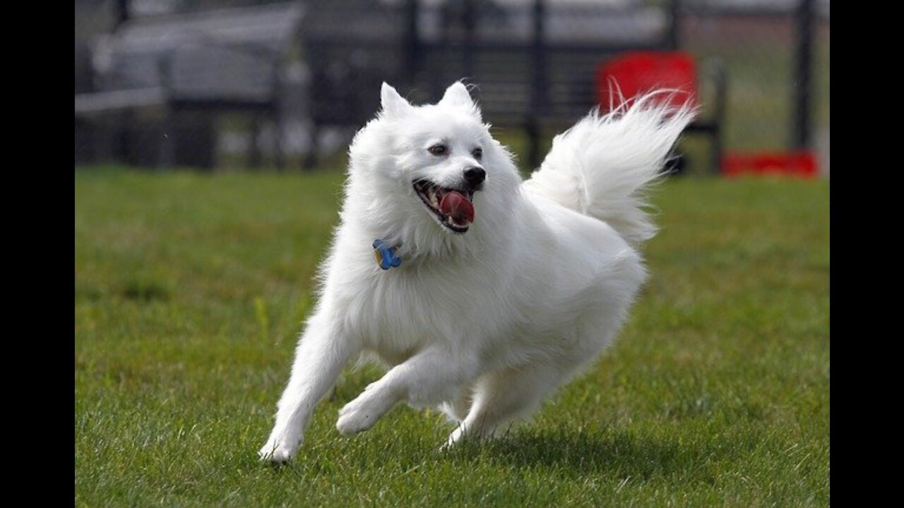 Funny Dog 🤣 Fluffy American Eskimo Dog