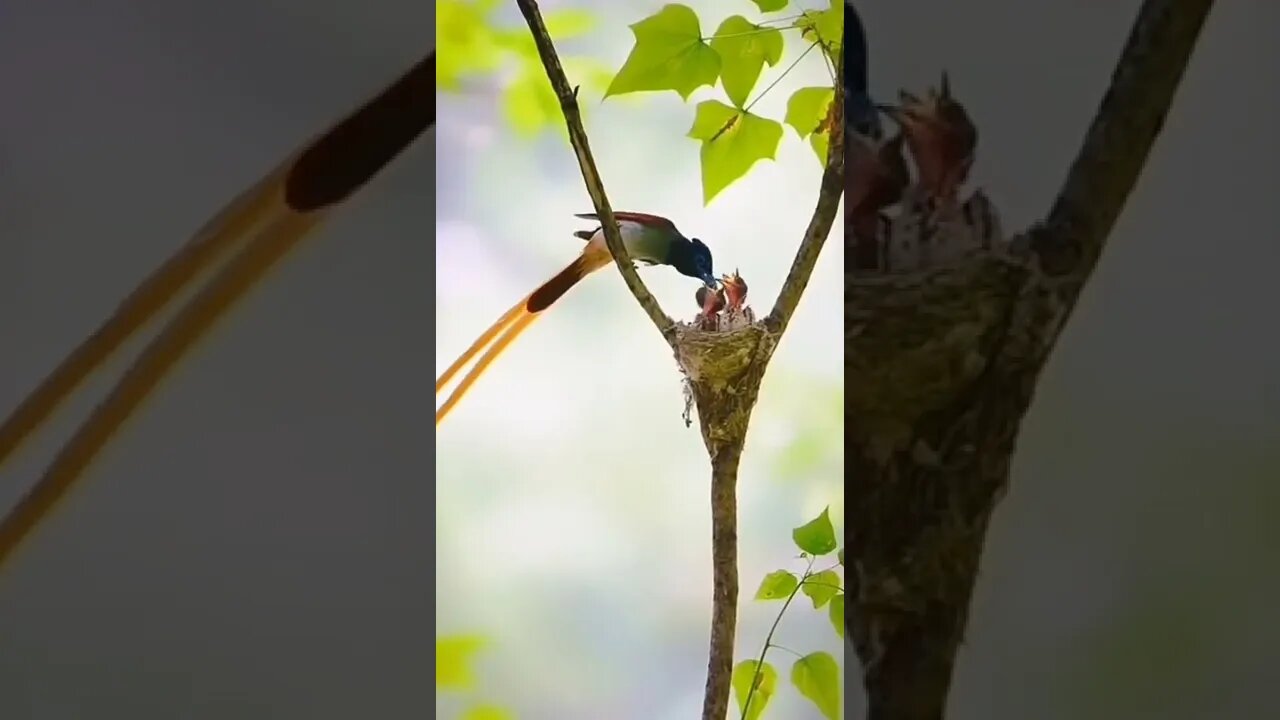 Bird Are Feeding Our Children #Shorts #Entertainment #Funnyvideo #Infinitepets