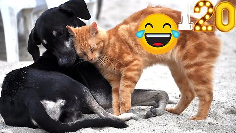 😅 Funny Cats and Dogs 2023 #part 120