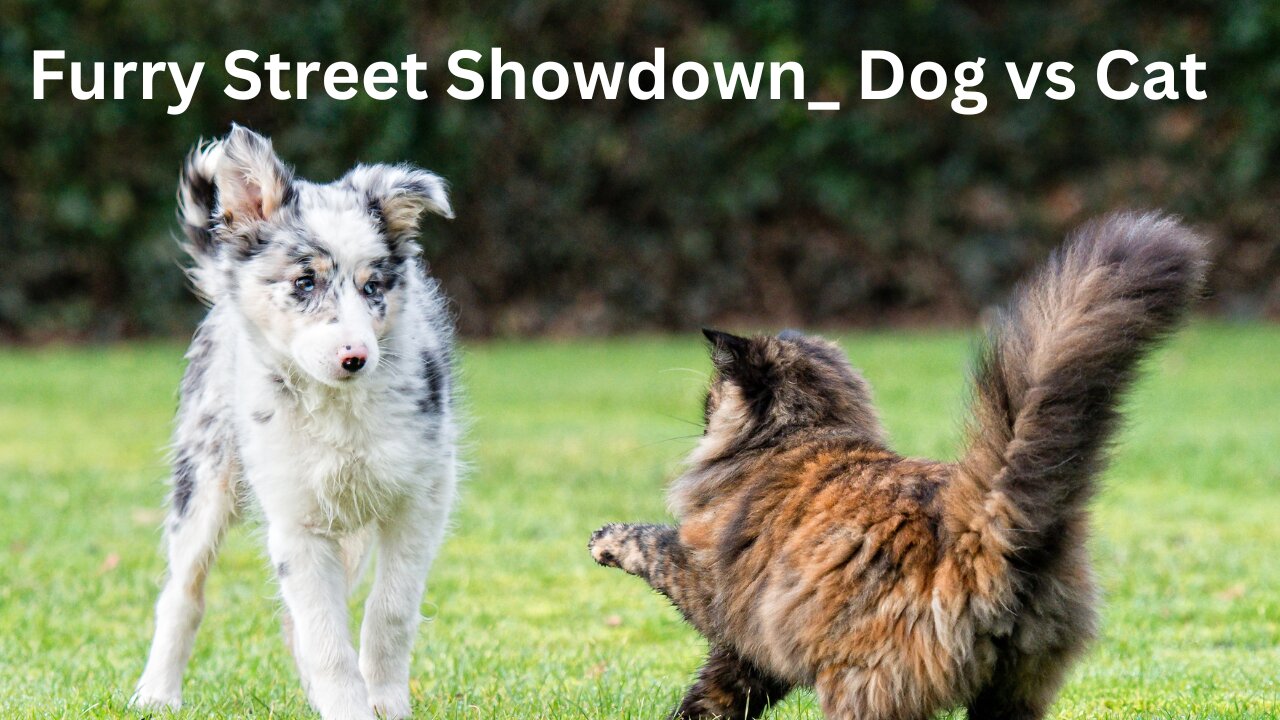 Furry Street Showdown_ Dog vs Cat