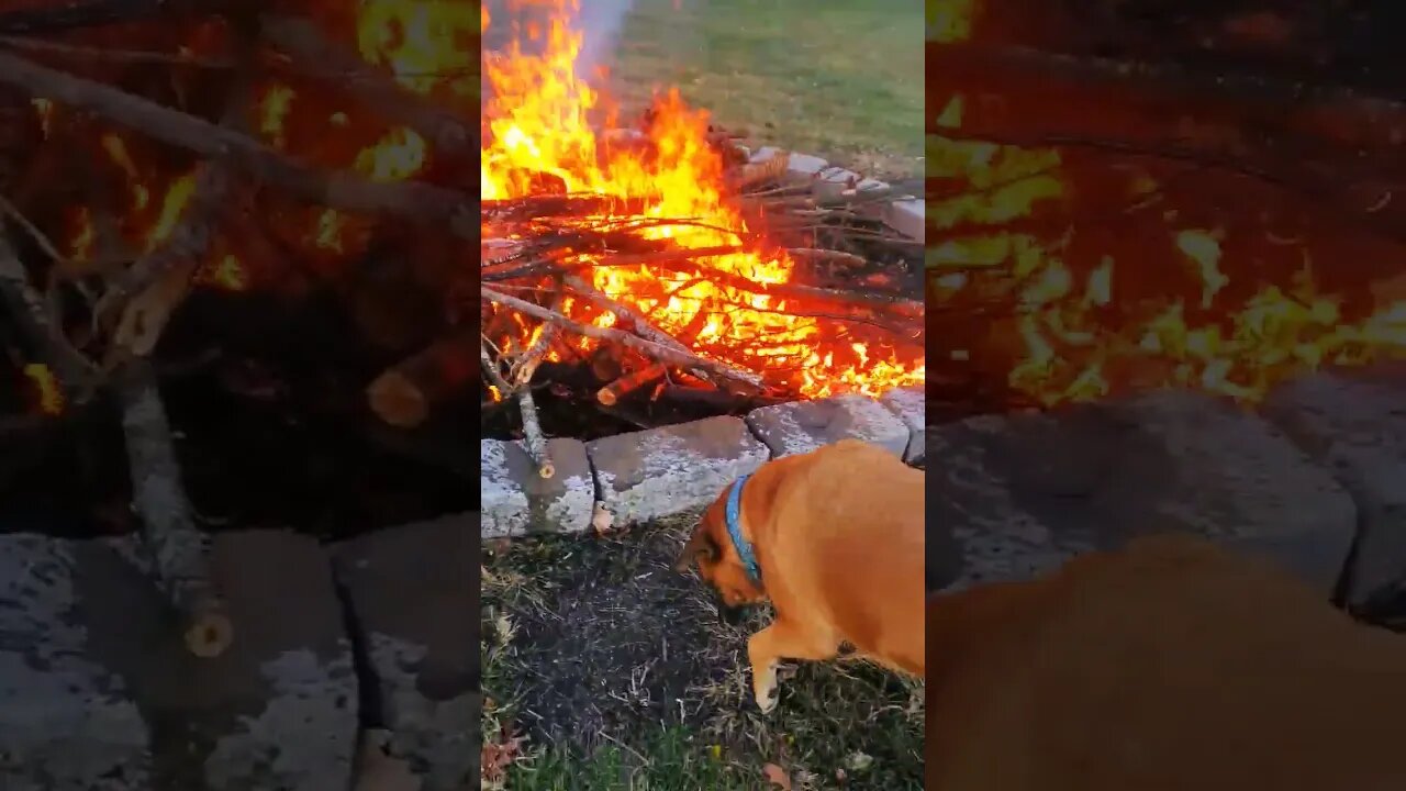 doggo likes campfires.