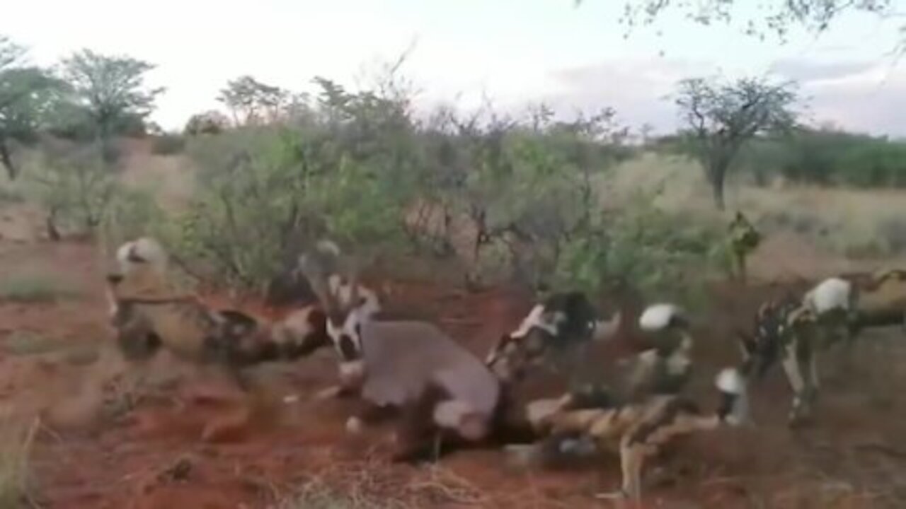 Batalla Epica de Perros Salvajes vs Animales Salvajes👉 (leon,bufalo, jabali,ciervo)