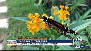 Tagging butterflies