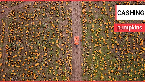 Footage shows UK's largest pumpkin farm which started when teen started growing them as a hobby