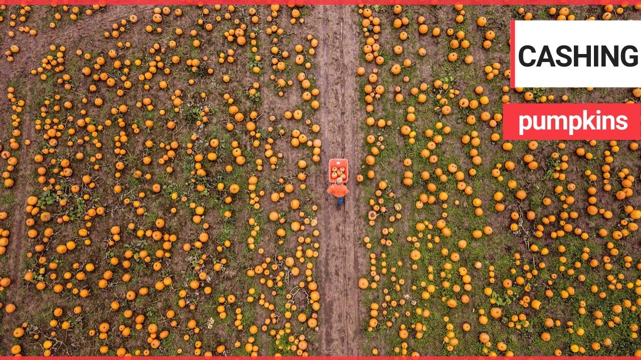 Footage shows UK's largest pumpkin farm which started when teen started growing them as a hobby