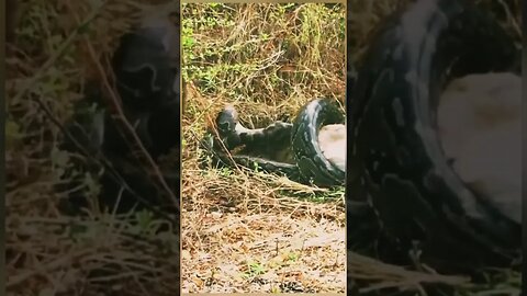 Python hunting gazelle but stuck in sharp horns