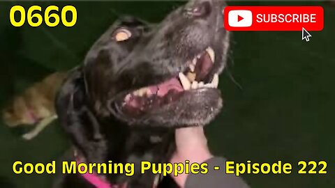 [0660] GOOD MORNING PUPPIES - EPISODE 222 [#dogs #doggos #doggies #puppies #dogdaycare]