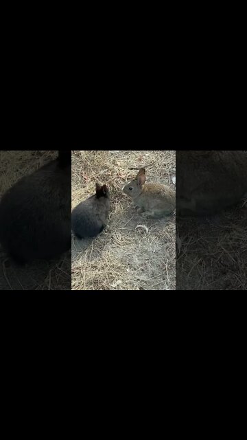 Baby Bunnies at the beach Part 2