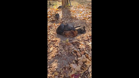 Lovely dust bath.