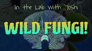 In the Lab w Yoshi! - Working with and Documenting Wild Fungi