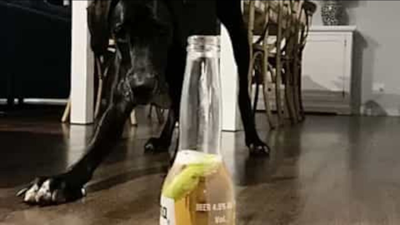 Ce chien se méfie des bouteilles de Corona !