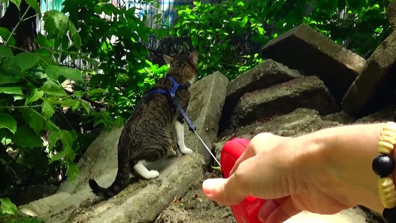 Curious Cat Has Discovered Some Interesting Stones