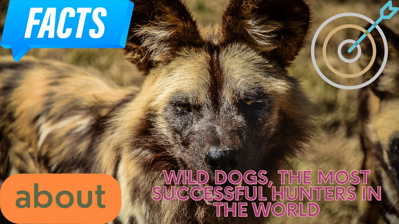 Interesting facts about Wild Dogs