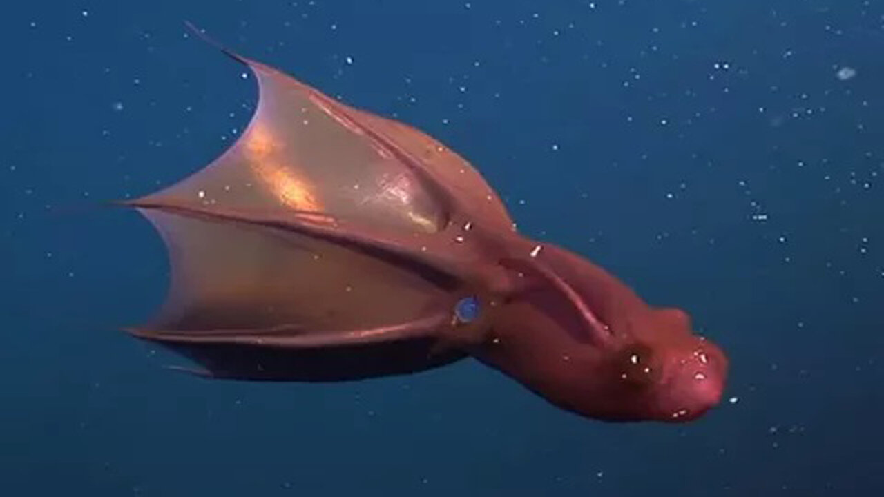 20 Most Terrible Deep Sea Creatures You've Never Seen Before