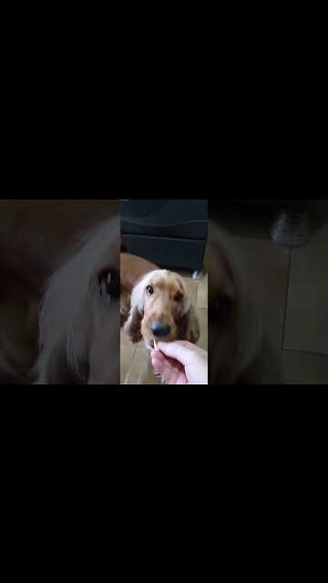 #dogshow, #amimals, #dogs, #shorts