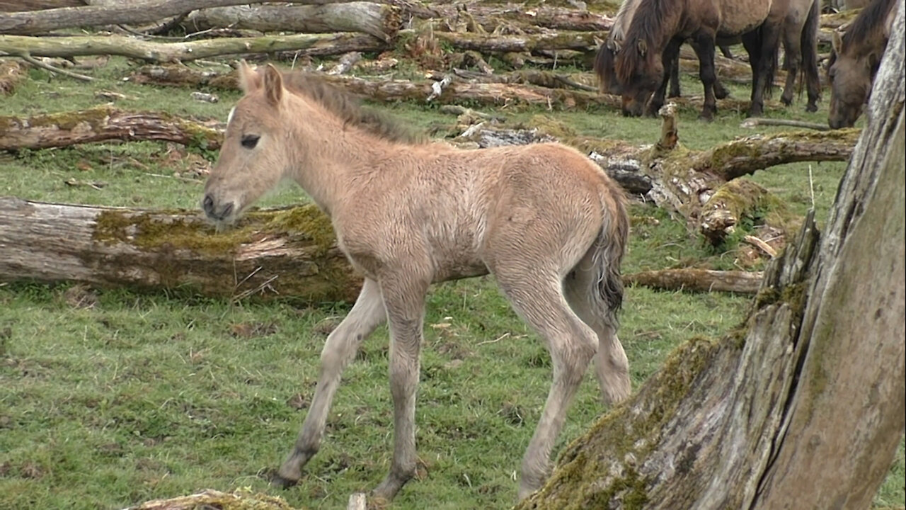 A wonderful meeting with a young wild foal