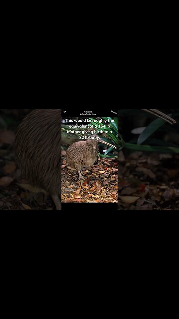 Kiwis have the largest eggs in proportion to body size #kiwi #shorts