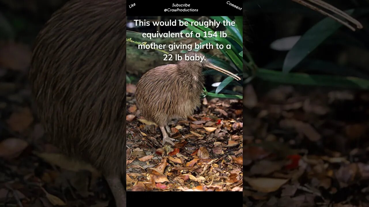 Kiwis have the largest eggs in proportion to body size #kiwi #shorts