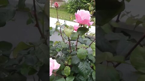 BAHÇE GÜLÜ (PEMBE)