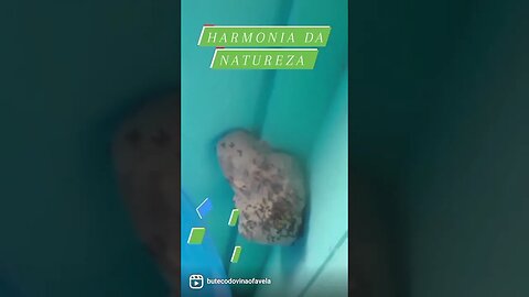 HARMONIA DA NATUREZA