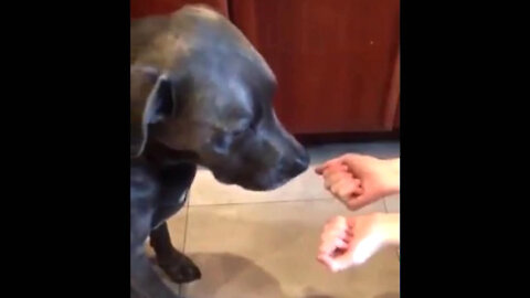 Dog choosing the wrong hand