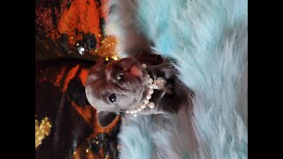 Baby French Bulldog's Growing Up