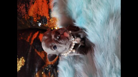 Baby French Bulldog's Growing Up