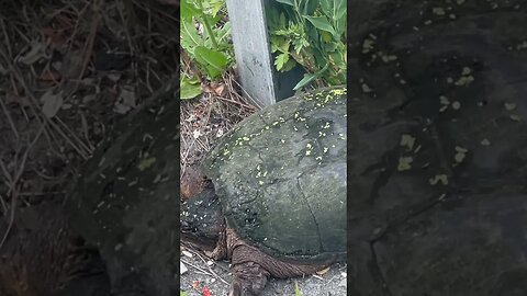 TURTLE 🐢 RESCUE