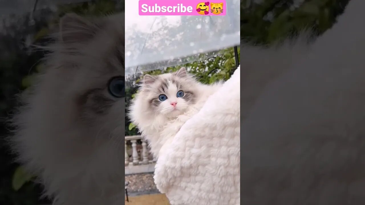 2023 SO CUTE CAT! Animals video || 😽🥰 #shortsfeed #cat #youtubepets