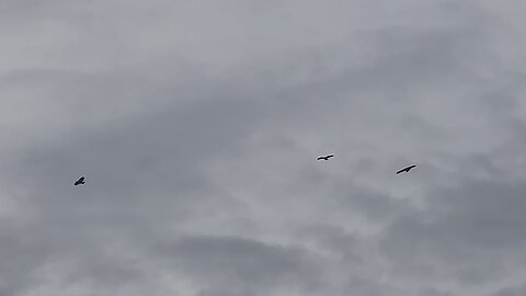 3 Majestic Hawks hovering