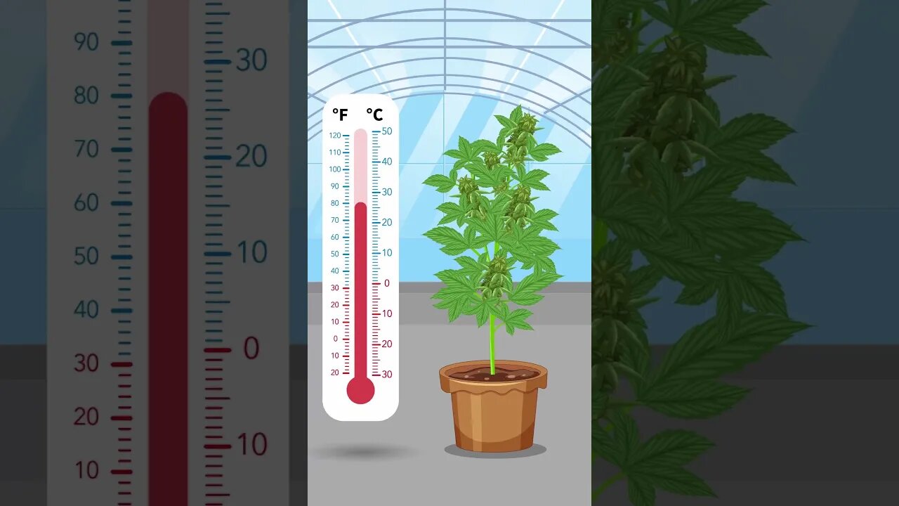 Cannabis Temperature Control