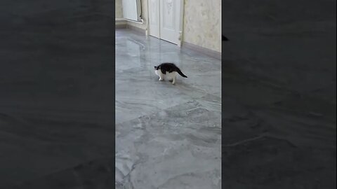 Пристроили крохотного бездомного котёнка в хорошие руки