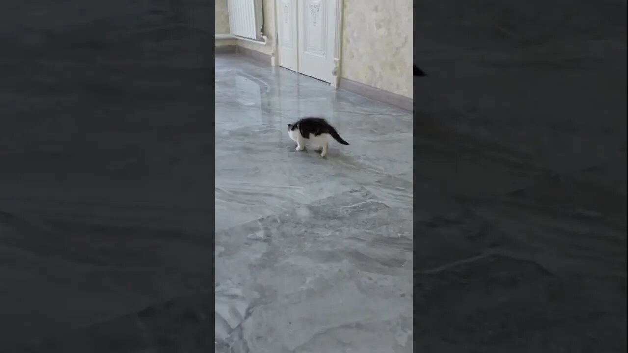 Пристроили крохотного бездомного котёнка в хорошие руки