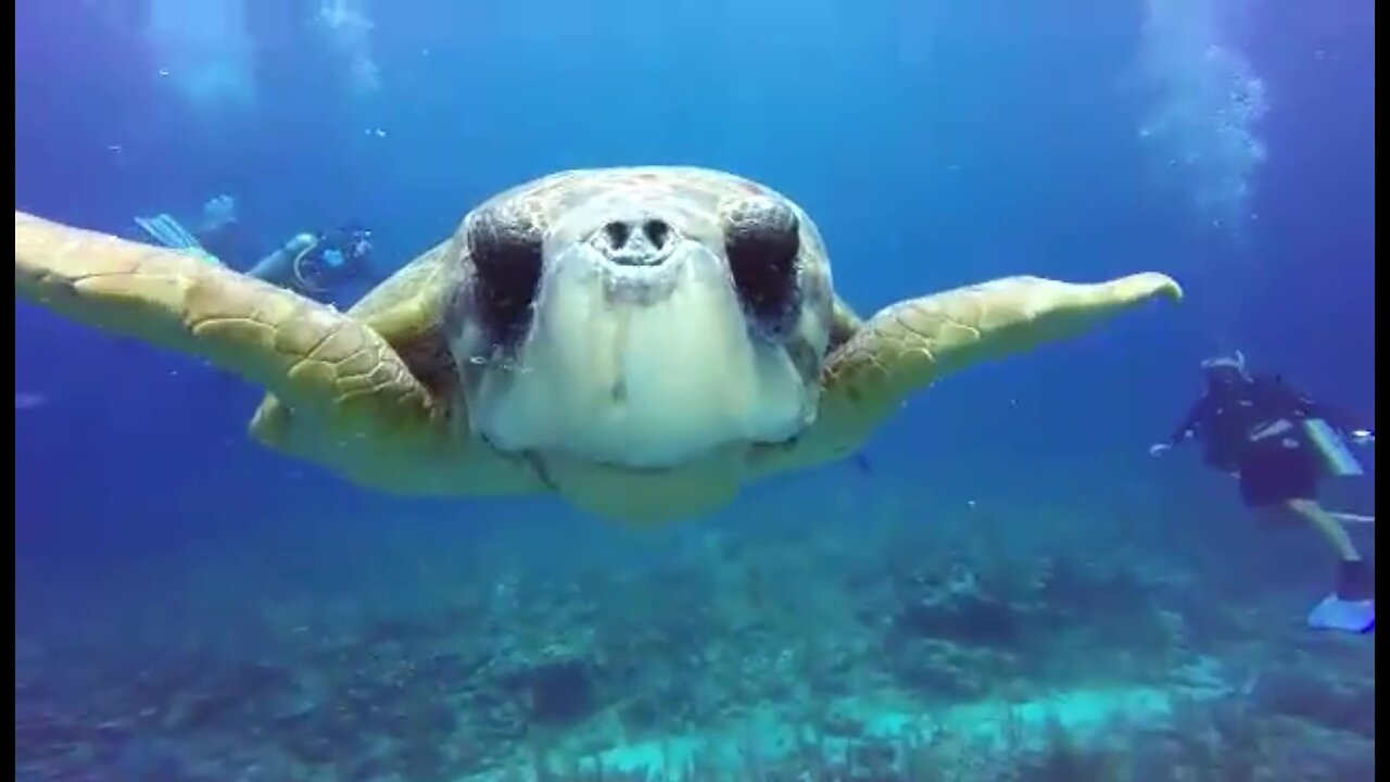 Scuba divers experience an unforgettable visit from giant, friendly sea turtle