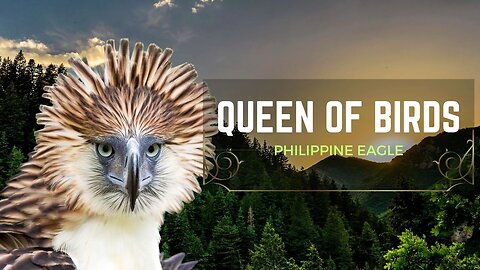 See this unique footage of a Philippine Eagle baby in vulnerable circumstances grow up.
