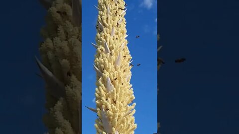 Honeybees and a Yucca from our morning walk a couple months back.