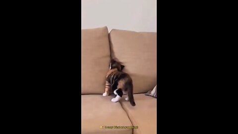 funny animal videos