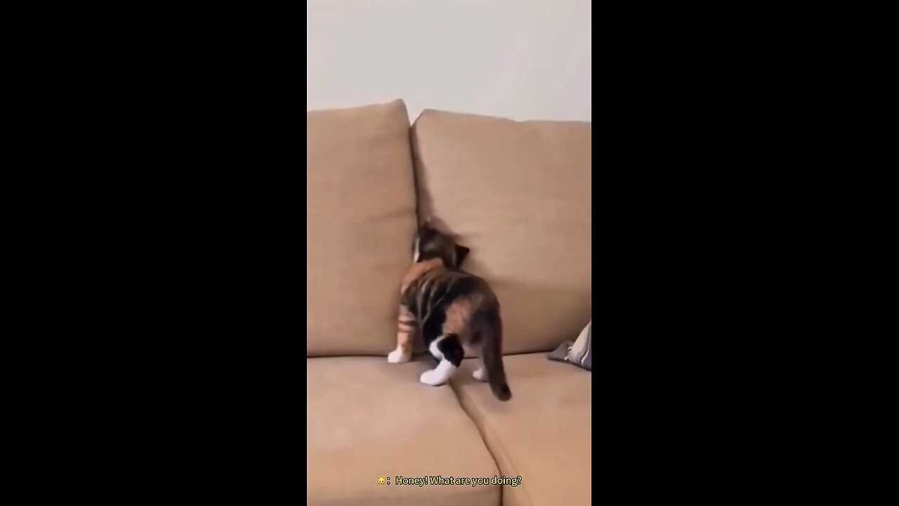 funny animal videos